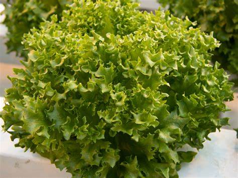 Crispyano F1 Multileaf Lettuce, pelleted seed