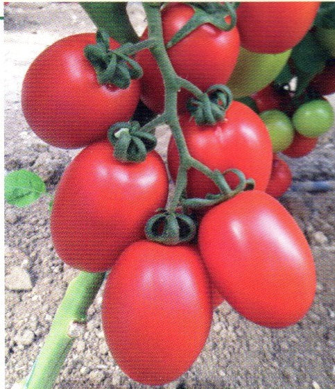 Curlew F1 Roma Tomato