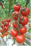 Tomato DRC1183