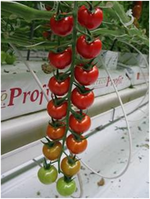 Tomato DRC564