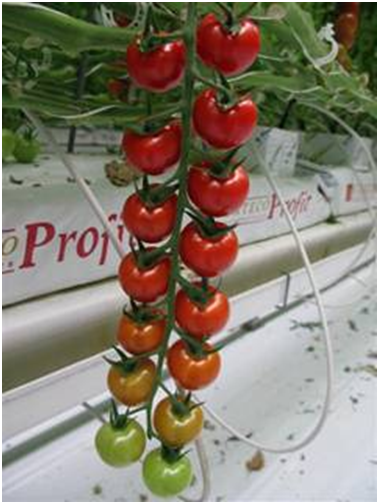 Tomato DRC564