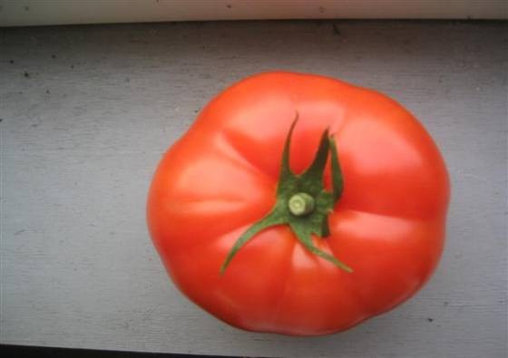 Tomato Rebelski (DRW 7749)