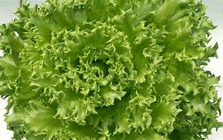 Danstar F1 Multileaf Lettuce, pelleted seed