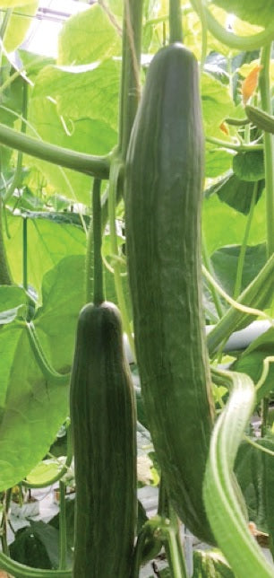 Davida  F1 Long Dutch Cucumber (Treated seed)