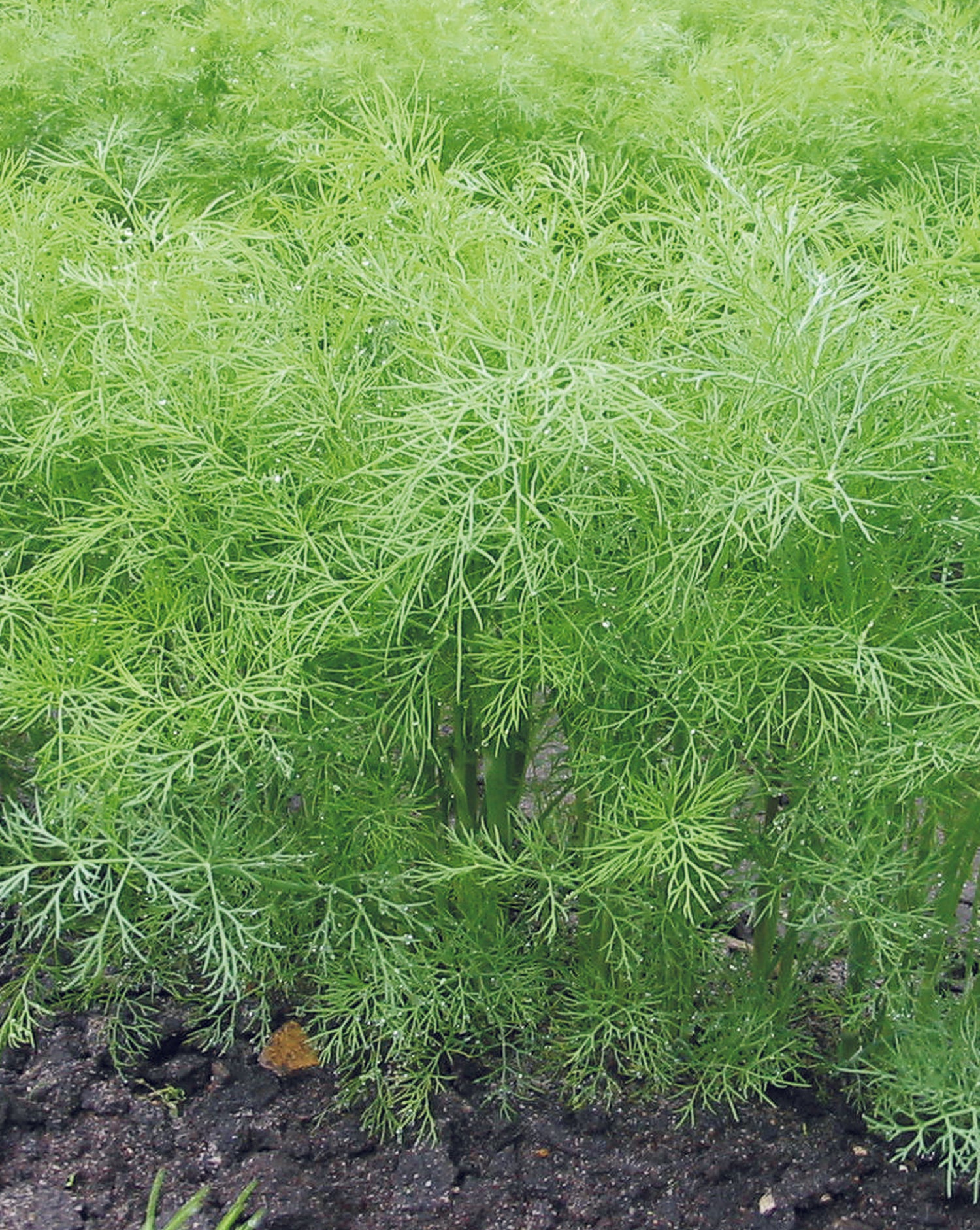 Dill - Bouquet