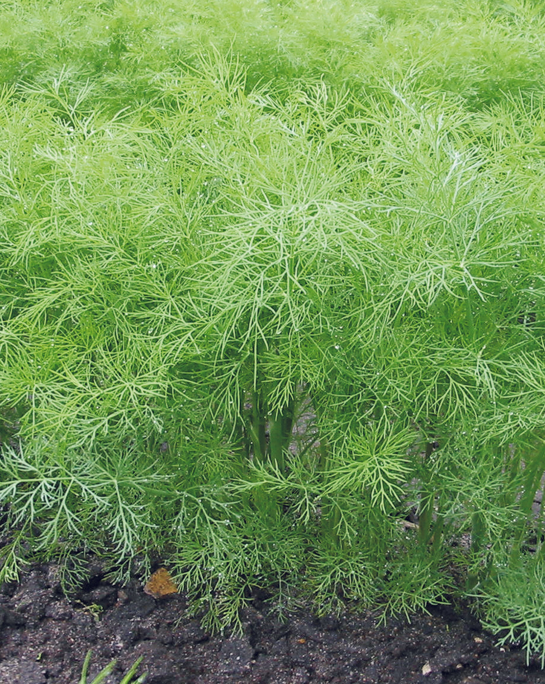 Dill - Bouquet