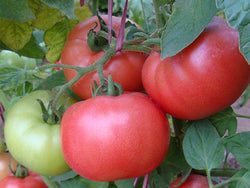 Dimerosa F1 Beefsteak Tomato