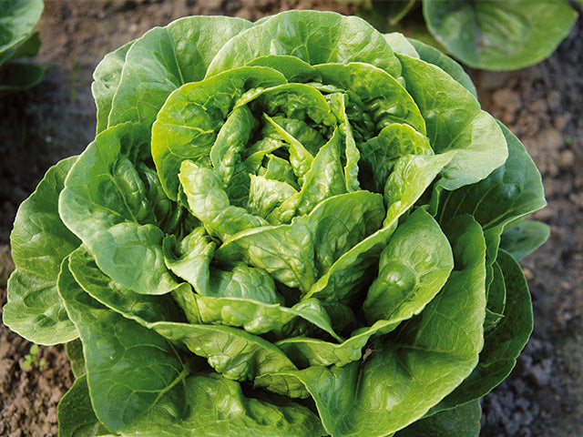 Dragoon F1  Mini Lettuce, pelleted seed