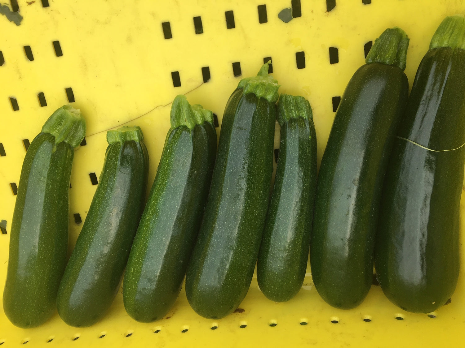 Dunja F1 (Treated seed)