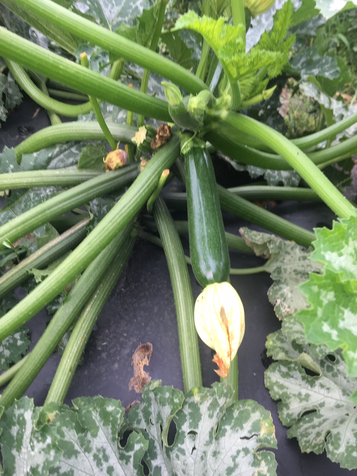 Dunja F1 (Treated seed)