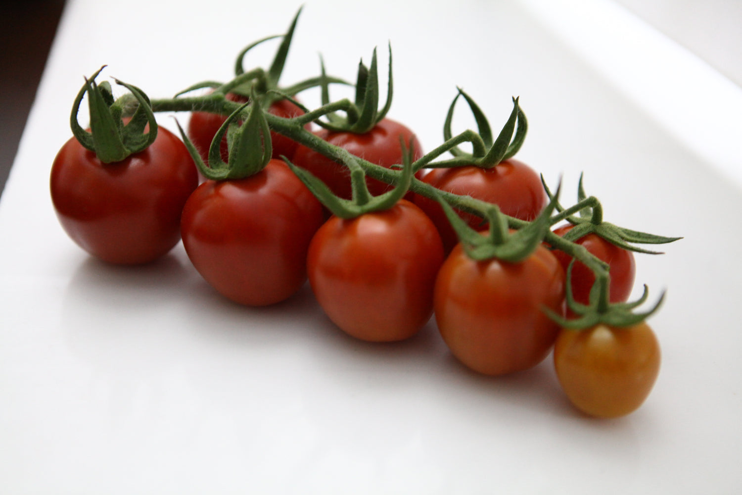 Eider F1 Cocktail Tomato