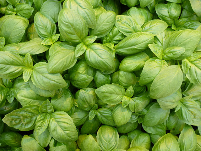 Basil - Elidia F1  (Untreated)