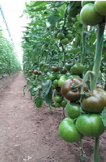 Eto F1 Truss Tomato | Paramount Seeds Inc