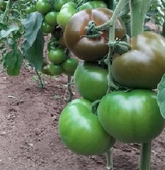 Eto  F1 Truss Tomato