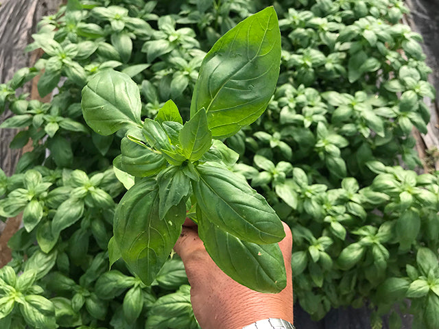 Basil EVI F1 Untreated Seeds – Downy Mildew Tolerant Genovese