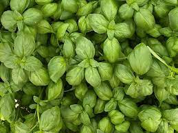 Basil EVI F1 Untreated Seeds – Downy Mildew Tolerant Genovese