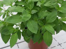 Basil EVI F1 Untreated Seeds – Downy Mildew Tolerant Genovese