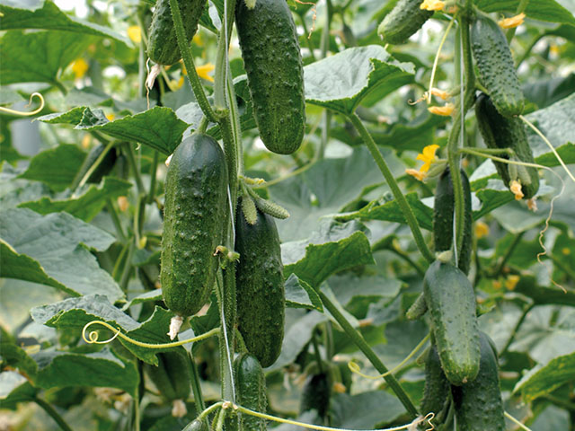 Greenhouse Cucumber – Paramount Seeds Inc