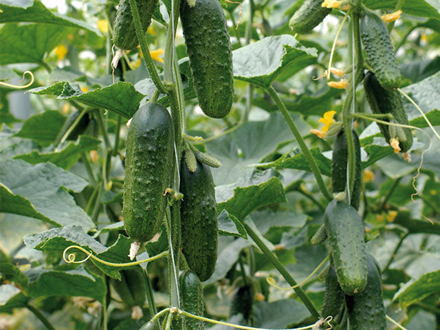 Mini Cucumber Varieties | Paramount Seeds – Paramount Seeds Inc
