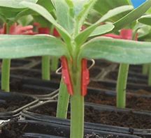 Flexifort  F1 Cucurbit Rootstock (Non-pelleted)