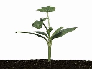 Flexifort  F1 Cucurbit Rootstock (Non-pelleted)