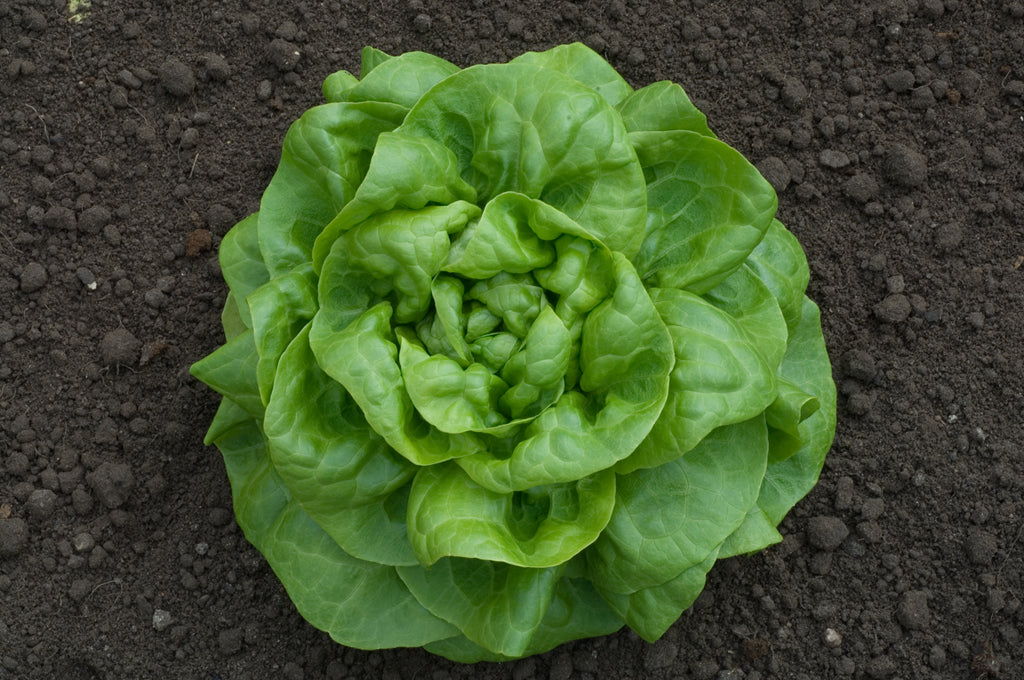 Lettuce Frank
