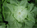 Frank F1 Butterhead Lettuce, pelleted seed