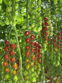 Garincha F1  Grape Tomato