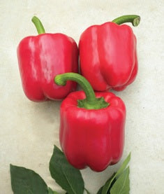 Garnet  F1 Red Bell Pepper