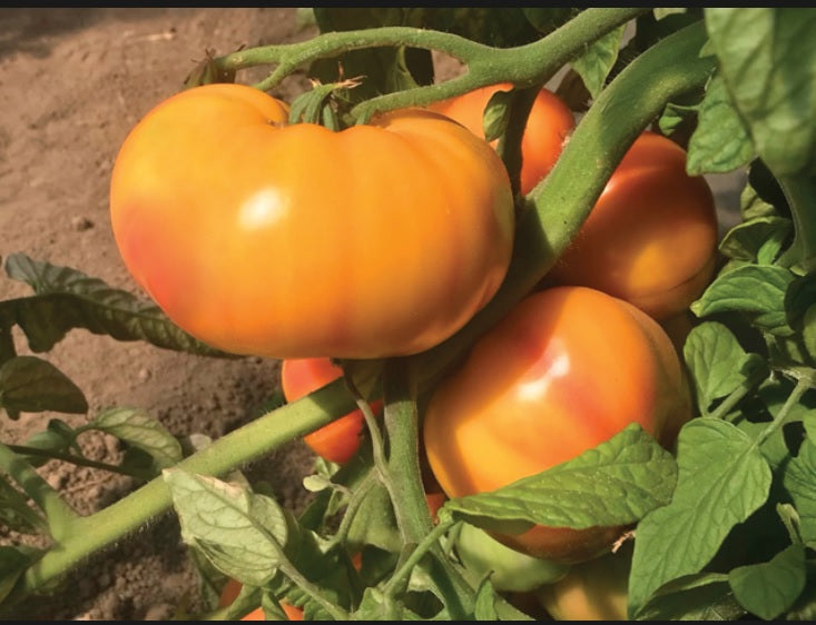 Specialty Tomato Ginfiz F1