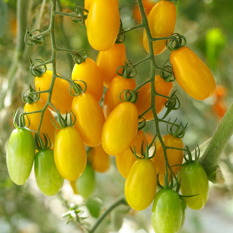 Gold Spark F1 Cherry Tomato