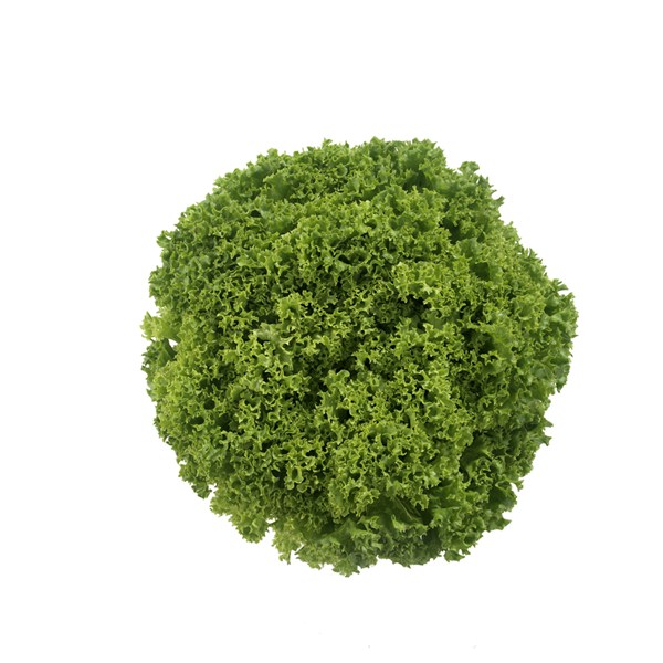 Granite F1 Lollo Bionda Lettuce, pelleted seed – Paramount Seeds Inc