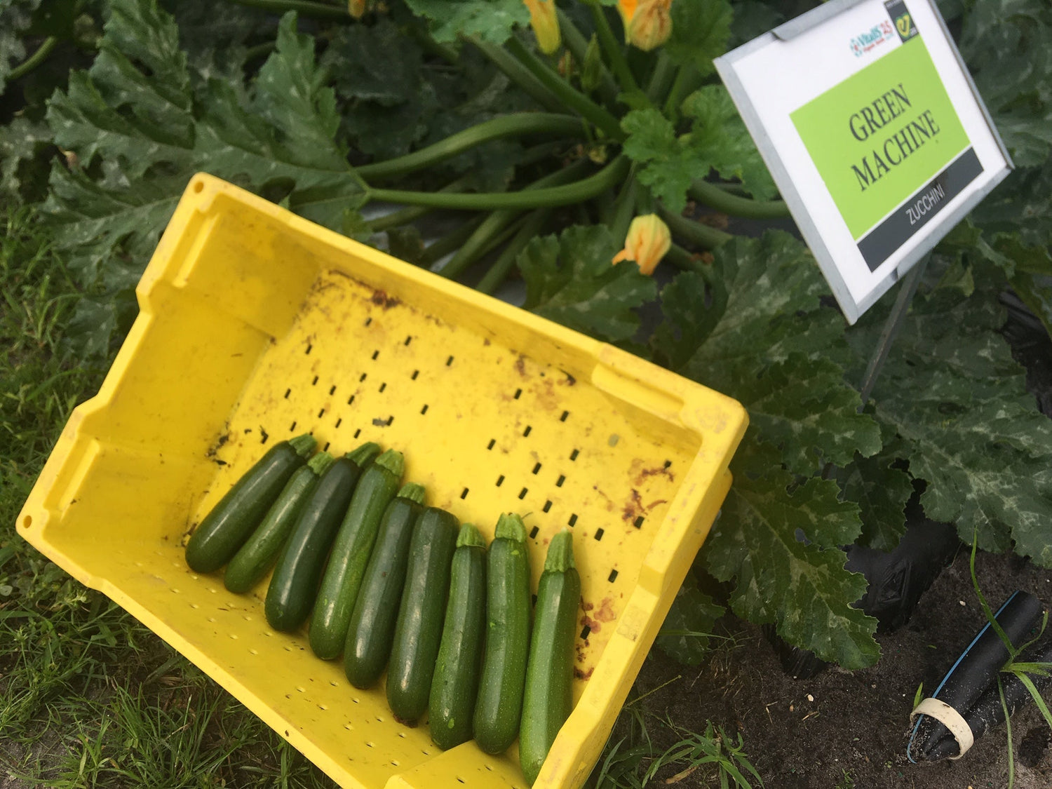 Squash Green Machine (Untreated seed)
