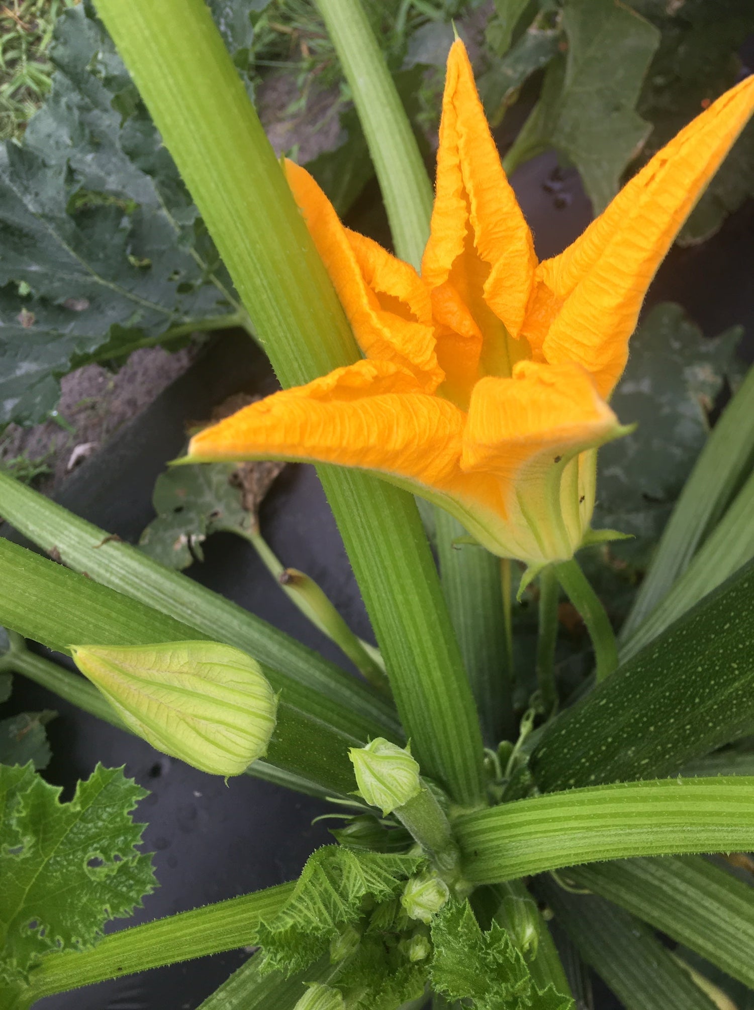 Squash Green Machine (Untreated seed)