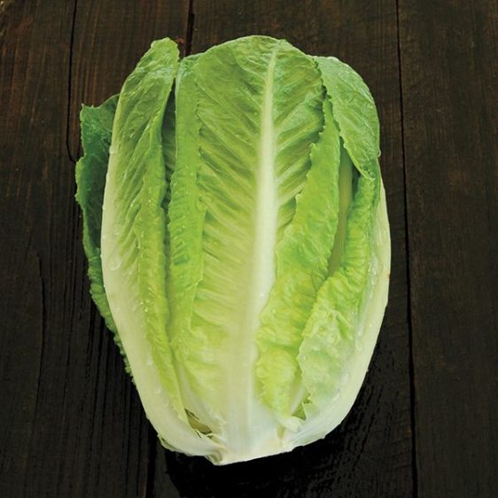 Green Romaine