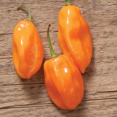 Helios F1 Habanero Pepper