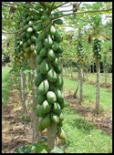 Products – Paramount Seeds Inc