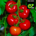 Imperial 643  F1 Beefsteak Tomato (Untreated seed)