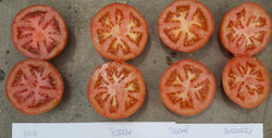 Inspired F1 Beefsteak Tomato (DRTH5013)