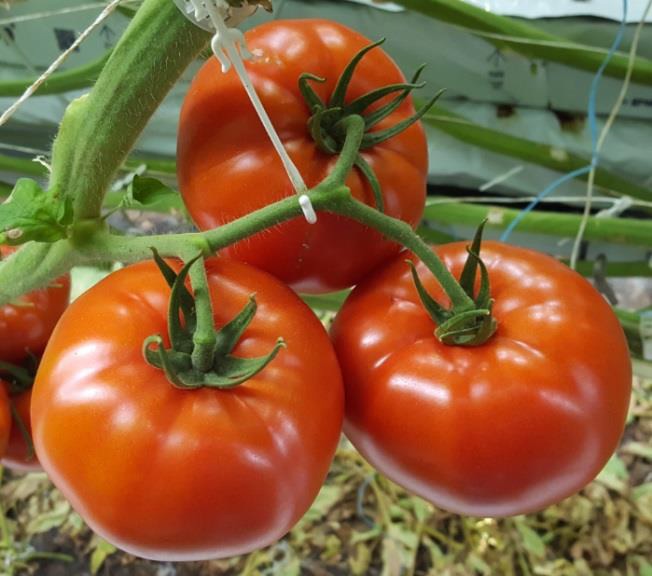 Inspired F1 Beefsteak Tomato (DRTH5013) – Paramount Seeds Inc
