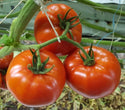 Inspired F1 Beefsteak Tomato (ORGANIC)