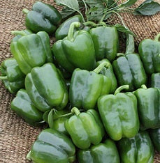 Islamorada Bell Pepper