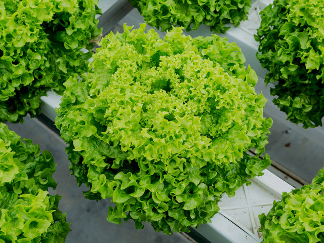 Jokary F1  Lollo Bionda Lettuce, pelleted seed