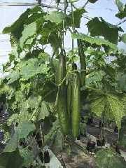 Cucumber Kalunga