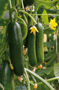 Mini Cucumber Varieties | Paramount Seeds – Paramount Seeds Inc