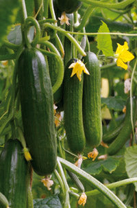 Socrates F1  Mini Cucumber (Untreated seed)