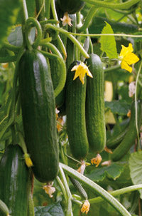 Katrina F1  Mini Cucumber (Treated seed)