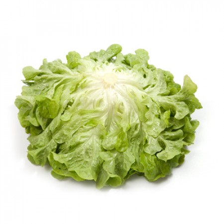 Kiribati F1  Oakleaf Lettuce, pelleted seed