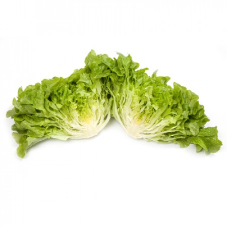 Kiribati F1  Oakleaf Lettuce, pelleted seed