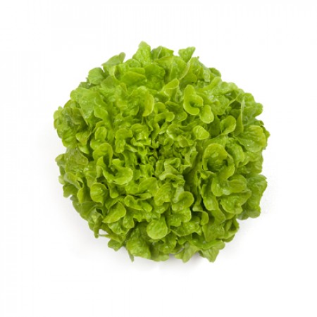 Kiribati F1  Oakleaf Lettuce, pelleted seed